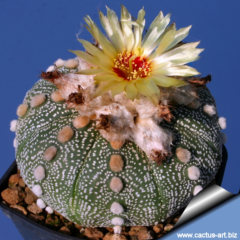 Sand Dollar Cactus